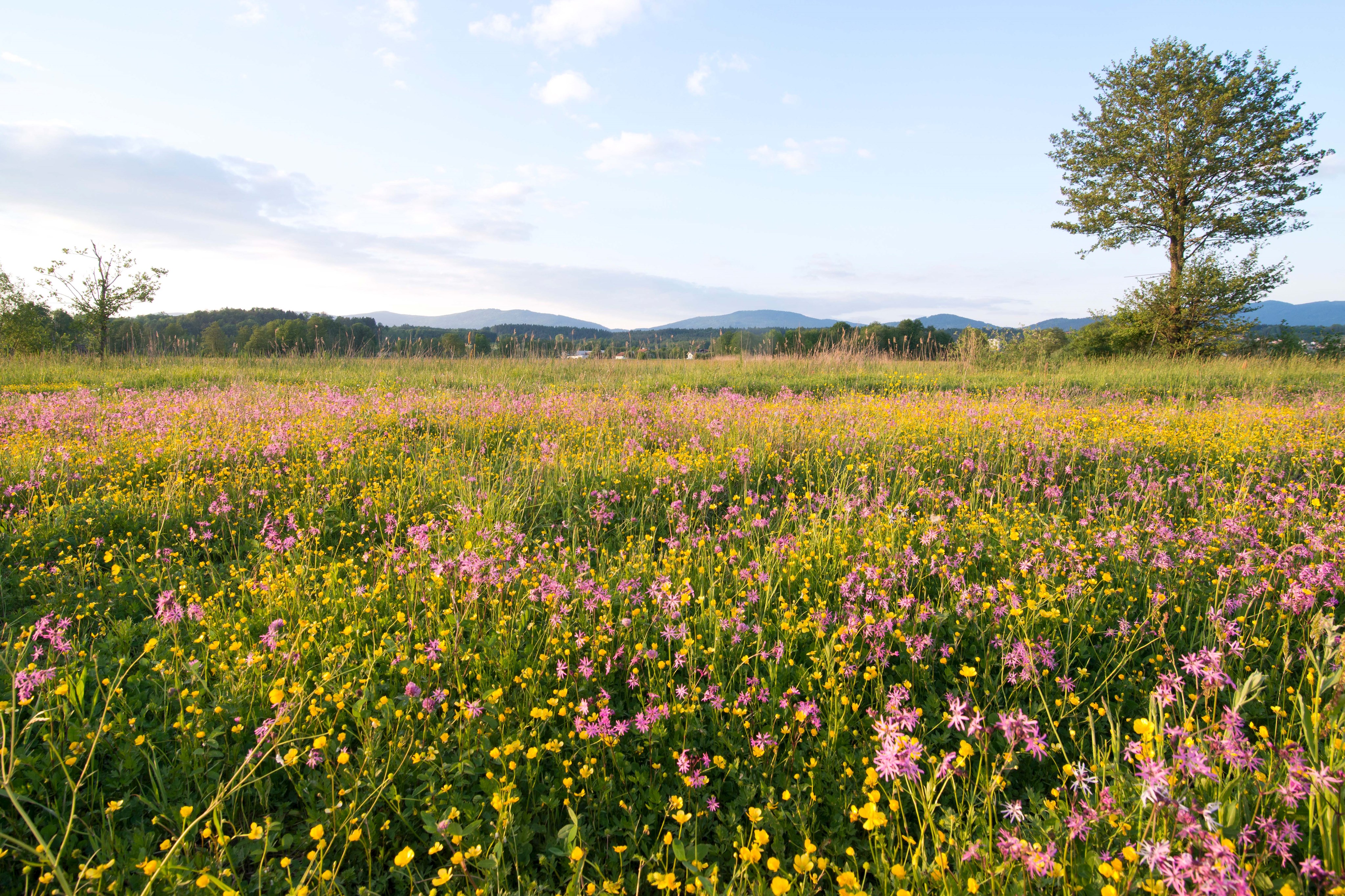 Runstwiesen Totenmoos